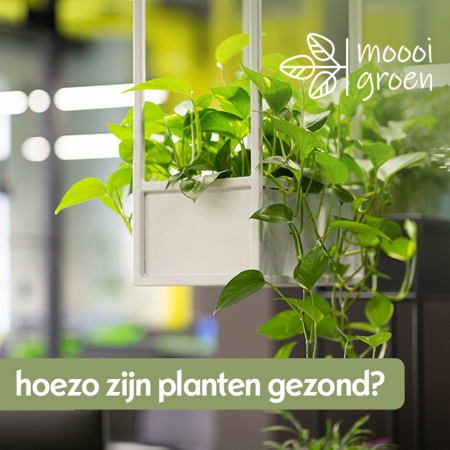 Geen groene vingers?